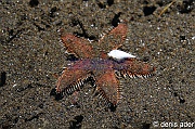 Astropecten latespinosus-Komodo Bontoh-5m-20160803nuit-Denis-ADER-DSC_9594_tn